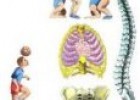 La columna vertebral | Recurso educativo 53720