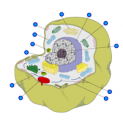 Quiz: Animal cell parts | Recurso educativo 60076