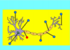 Quiz: Neuron | Recurso educativo 60085