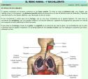 Respiración en humanos | Recurso educativo 26899