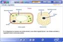 Células vegetales | Recurso educativo 2745