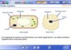 Células vegetales | Recurso educativo 2745