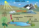 A life cycle | Recurso educativo 63531