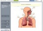 Sistema respiratorio | Recurso educativo 71452