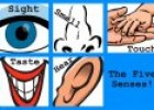 The five senses of your body | Recurso educativo 78903