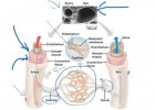 Blood Vessels And Their Functions | Recurso educativo 113815