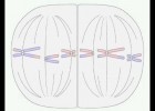 adn-dna.net 0002 La meiosis | Recurso educativo 115804