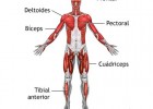 Los músculos | Recurso educativo 121053