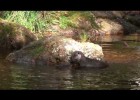 La nutria (Lutra lutra) | Recurso educativo 734205